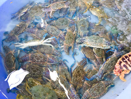 Fresh horse crab in the market.の写真素材