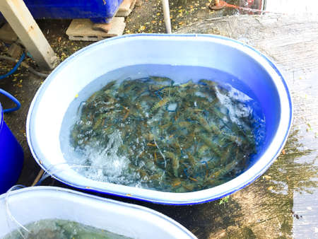 Fresh river prawns at market.の写真素材