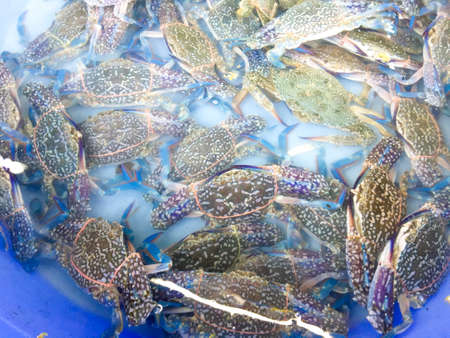 Fresh horse crab in the market.の写真素材
