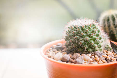 Little cactus in cray pot close up on blurred background.の写真素材