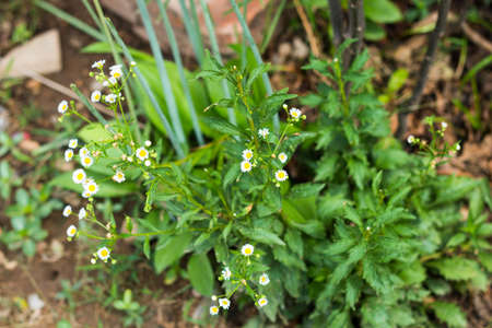 White Fleabanes in Garden, vintage background.の写真素材