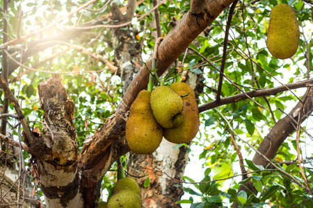 Jackfruit on the tree with sunlight appreciated in Asia.