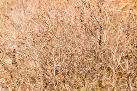 Dry tree branches, vintage background texture.の写真素材