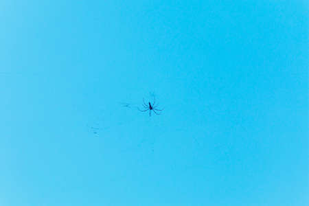 Spider and web in the garden on blue sky background