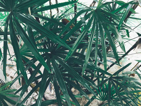 Green leaf, Vintage tone, Abstract background texture, Nature background.