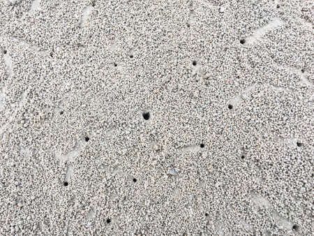 Small crabs digging holes on beach sand, crab making sand balls.の写真素材