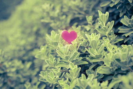 Heart on tree, Vintage tone background texture.の写真素材