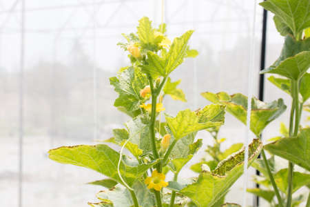 Melon flower growing in greenhouse supported at the farm, Thailand.の写真素材