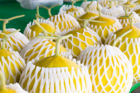 Close up yellow melons growing in greenhouse supported at the farm, Thailand.の写真素材
