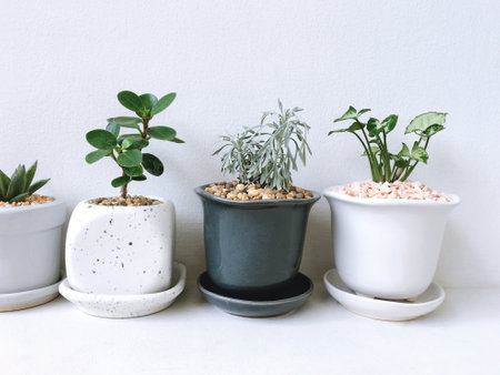 Collection of small plant, cactus and succulent plants in ceramic pots, plants on white shelf. minimalistic trend small garden indoor plants.の写真素材