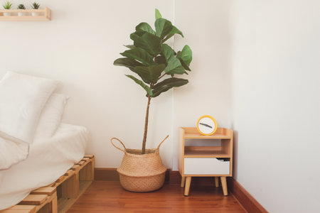 Ficus Lyrata or Fiddle leaf fig in rattan basket, tree for purifying the air in modern interior room, on white bedroom background texture.の写真素材