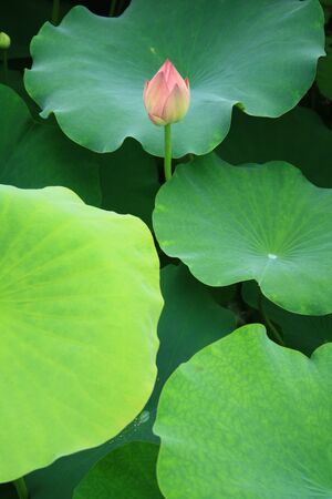 Lotus leafの写真素材