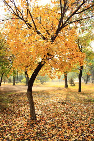 maple treeの写真素材