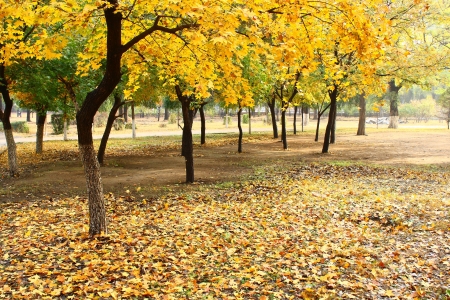 maple treeの写真素材