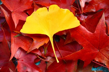 maple leafの写真素材