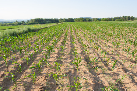 Spring corn field in chinaの写真素材