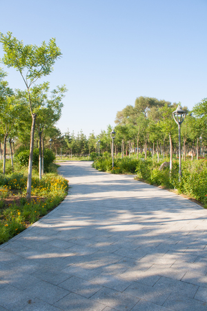 Sidewalk in the summer parkの写真素材