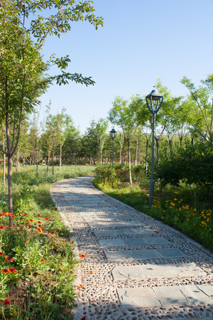 Sidewalk in the summer parkの写真素材