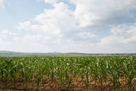 Spring corn field in chinaの写真素材