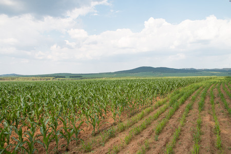 Spring corn field in chinaの写真素材