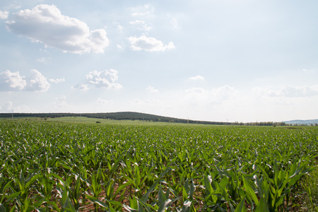 Spring corn field in chinaの写真素材