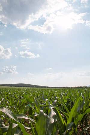 Spring corn field in chinaの写真素材