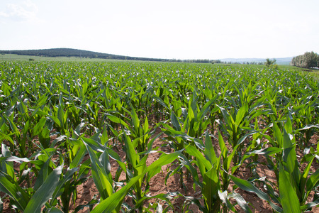 Spring corn field in chinaの写真素材