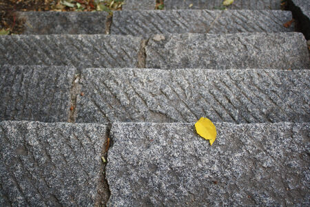 steps leafの写真素材