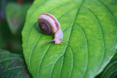 snailの写真素材