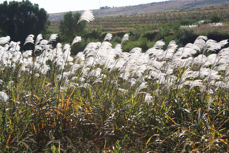 Reedsの写真素材