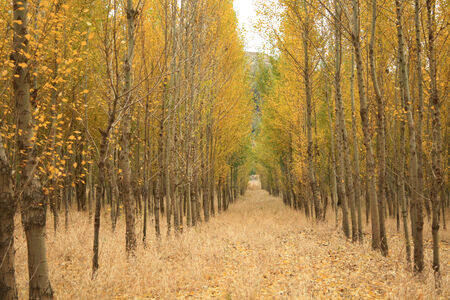 Autumn woodsの写真素材