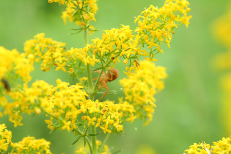 yellow flowerの写真素材
