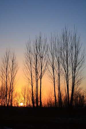 sunset of the forestの写真素材