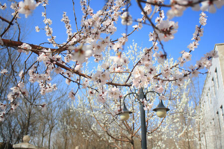 Peach blossomの写真素材