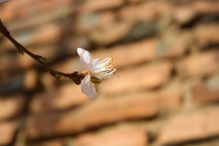 Peach blossomの写真素材