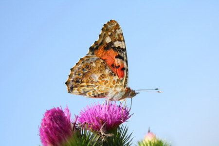 butterflyの写真素材