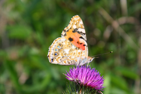 butterflyの写真素材