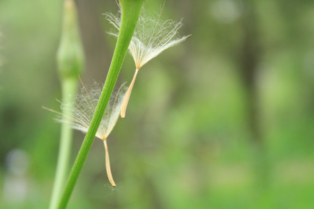 Dandelionの写真素材