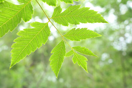 Green leaves