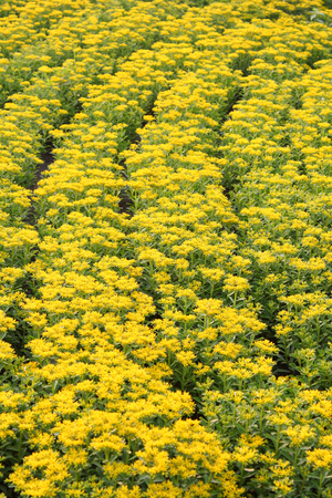 Flower Fieldの写真素材