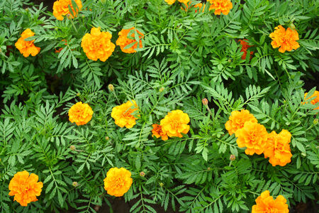 chrysanthemumの写真素材