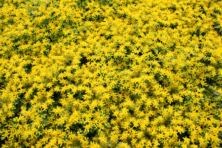 Flower Fieldの写真素材