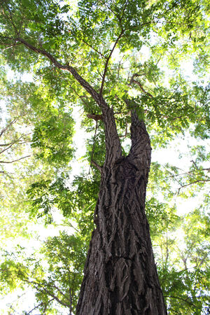 Tree Canopy