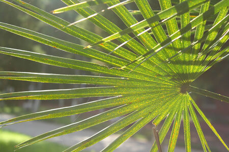 Palm Leavesの写真素材