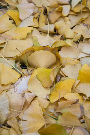 Ginkgo leavesの写真素材
