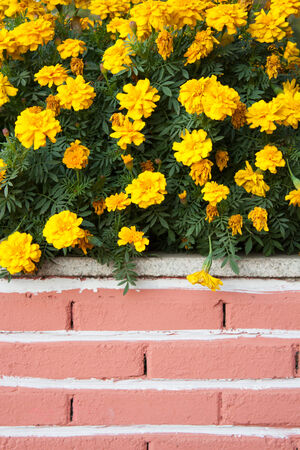 Chrysanthemumの写真素材