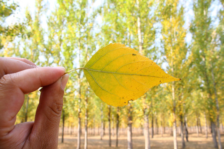 Yellow leaf