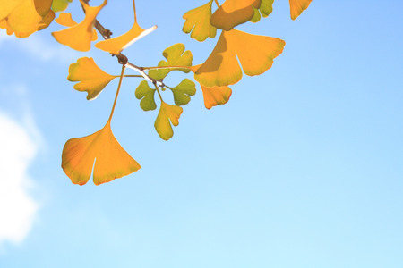 Ginkgo leavesの写真素材