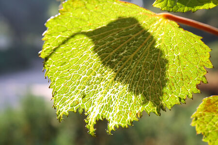 Green leaf
