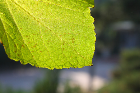Green leaf